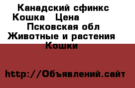 Канадский сфинкс. Кошка › Цена ­ 20 000 - Псковская обл. Животные и растения » Кошки   